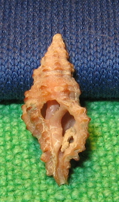 Muricopsis cristata